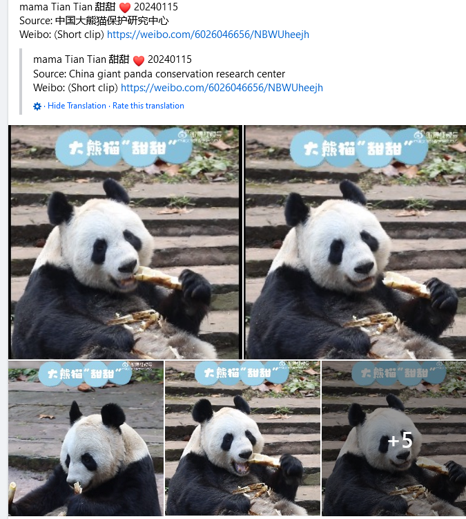 GrumpyPandaF1's tweet photo. @PositiveHairDay Yang Guang &amp; Tian Tian in China. 🐼😀 https://t.co/hwaSY04OLz