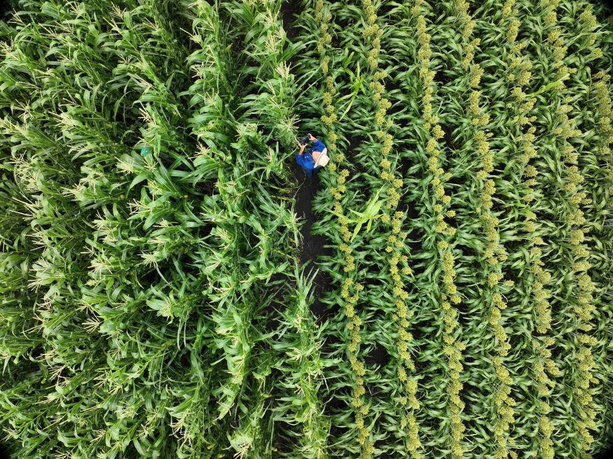 No estaba buscando la trampa de cogollero que perdí, ustedes la están buscando 🙄🐛🦋