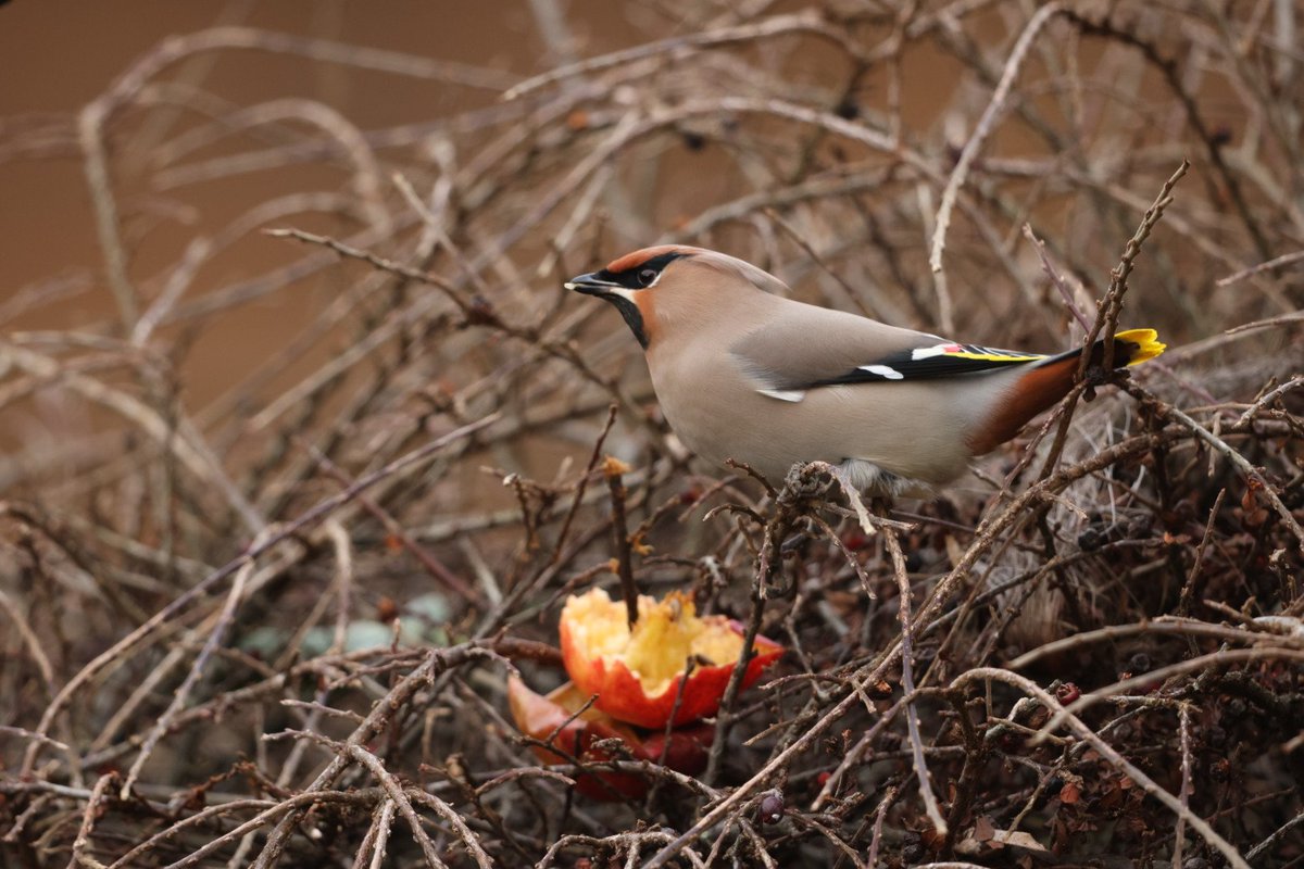 A nice garden tick from the kitchen window this morning #worcsbirds #Waxwing #evesham