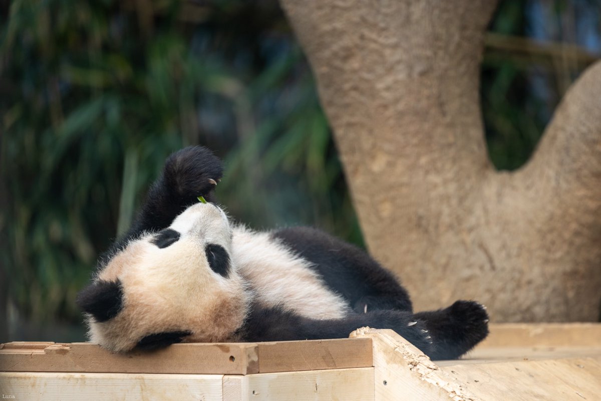 20240129 루이바오 🐼