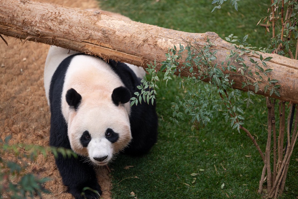 20240129 아이바오 🐼