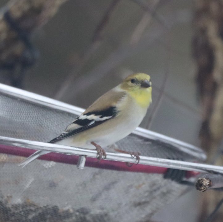 Pretty pose ! An American Goldfinch , soft yellows are gorgeous ❤️ #goldfinch #americangoldfinch #birds #BirdTwitter #birdphotography #TwitterNatureCommunity #TwitterNaturePhotography ❤️ #Monday