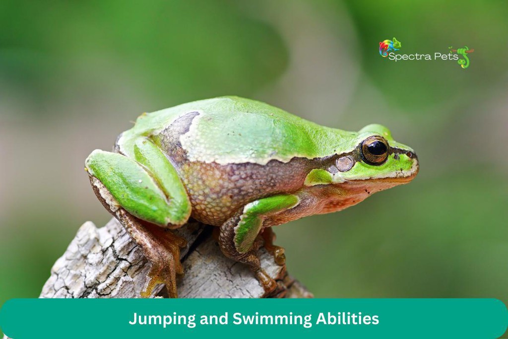spectrapets's tweet photo. By using these various defense mechanisms, frogs increase their chances of survival in the wild, despite being relatively small and vulnerable creatures.

Read more 👉 https://t.co/Cas5LJZJCM

#AstoundingDiversity #StudyPublished #JournalNature #Frogs #EndureHarshWinters https://t.co/h1insYnjAz