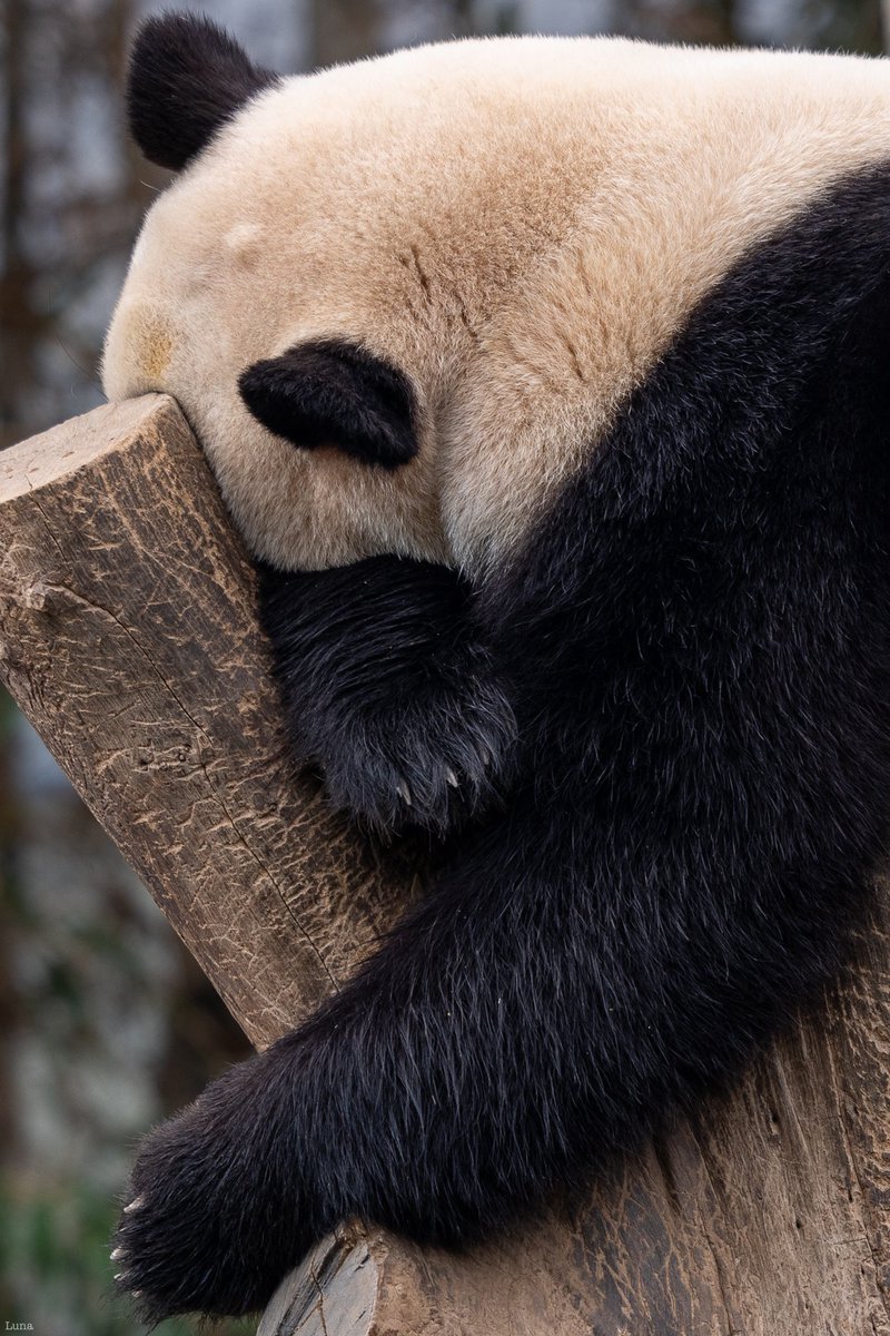 20240129 푸바오 🐼