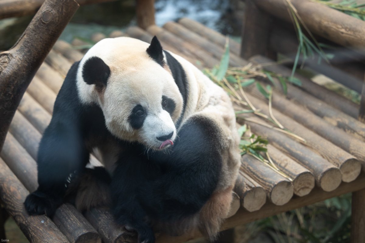 20240129 러바오 🐼