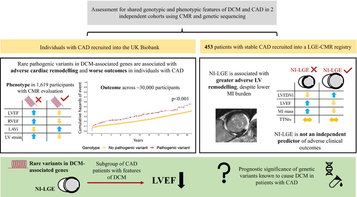 Can 2 parallel universes converge? Genetics and phenotype of #DCM in #IHD. More than expected doi.org/10.1002/ejhf.3… @HFA_President @_antocannata @escardio @ESC_Journals @HanCardiomd @DjawidHashemi @MarcoMetra @GianluSava @gbiondizoccai @ESC_Lavinia @AntonioJordanR @BPHalliday