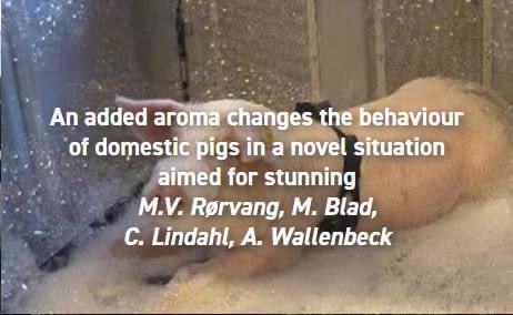 appliedethology's tweet photo. #NewResearchAlert
"An added aroma changes the behaviour of domestic pigs in a novel situation aimed for stunning" By Rørvang er al. Get the full paper here: https://t.co/QasKMdnnh3
#Pigbehaviour #pigolfaction #welfareatstunning 
@MariaRorvang @AWallenbeck https://t.co/McG1e5NXD3