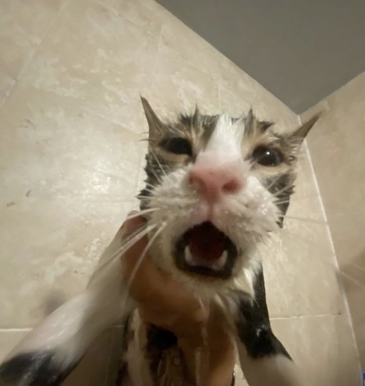 korasw4n's tweet photo. AAAAAAEGGGHHHGGAAAAAGAGGG AAAAAAAAAAAAAAAAAAAAAAA https://t.co/SkSbE9FODW