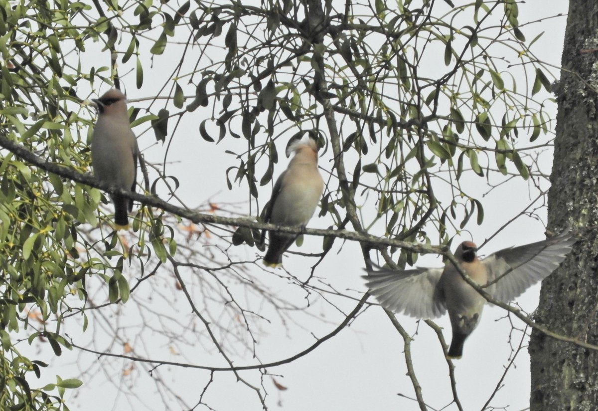 Phil Bull tweet media