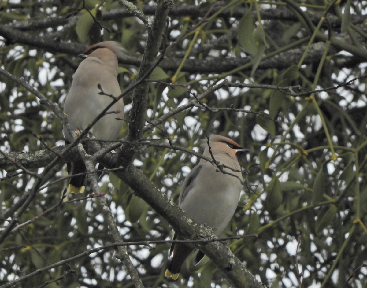 Phil Bull tweet media