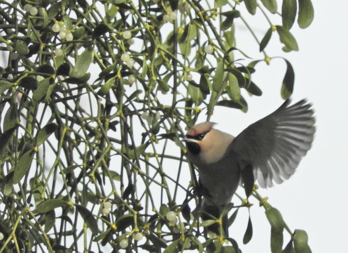 Phil Bull tweet media