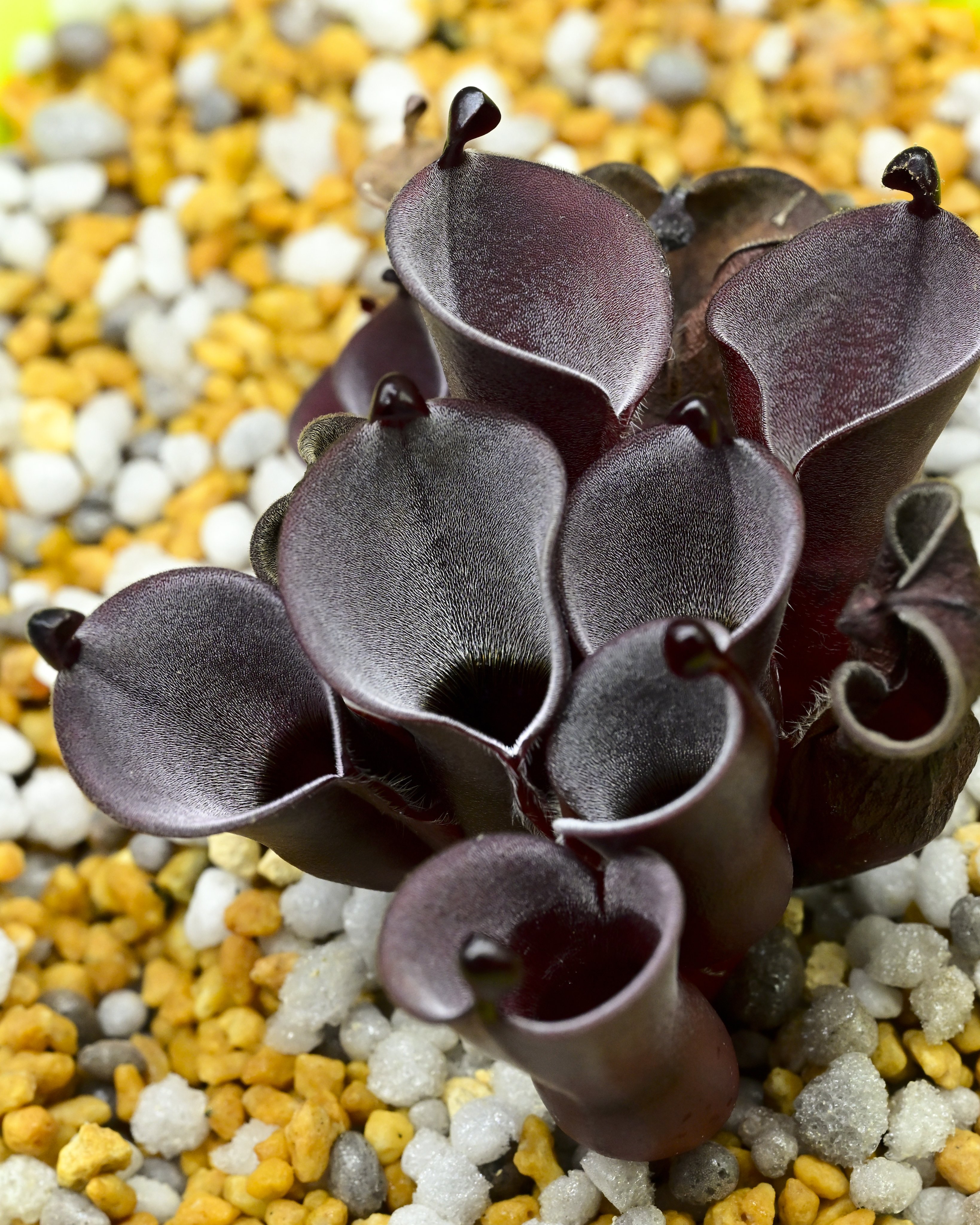 Heliamphora minor 