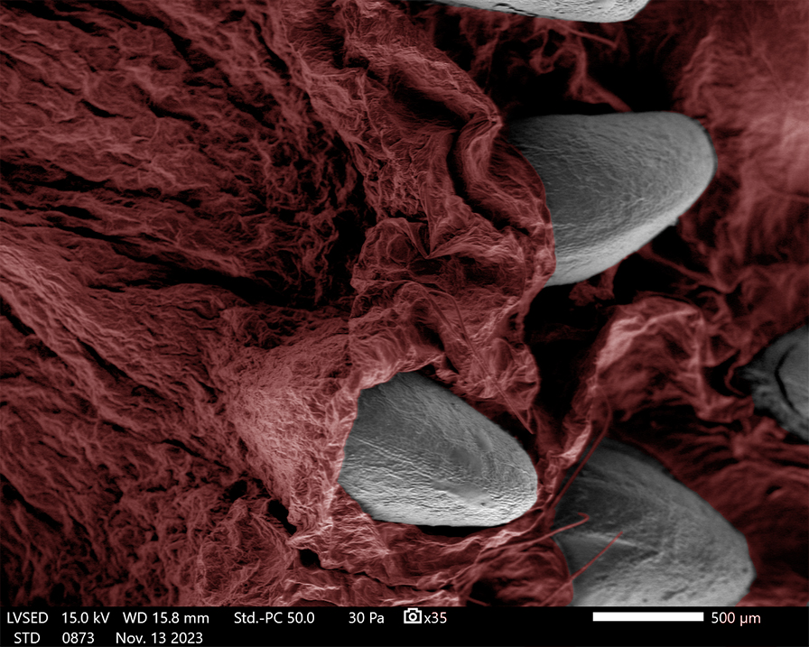 It's #MicroscopyMonday again 🔬 Today we're sharing this image of a strawberry, in red false colour, with strawberry seeds 🍓 taken on our @JEOLEUROPE IT510 LV SEM! #ElectronMicroscopy #Strawberry #Food #Biology