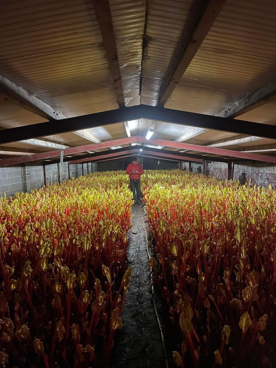 In our commitment to use some of the best produce in Yorkshire we are delighted to source our rhubarb for our wonderful desserts from Tomlinson’s Yorkshire Rhubarb - AKA <a href="/RhubarbRobert/">Robert Tomlinson</a>!

thedroversarmsskipwith.com

#buylocal #eatlocal #enjoylocal #yorkshire #rhubarb #rhubarbcrumble