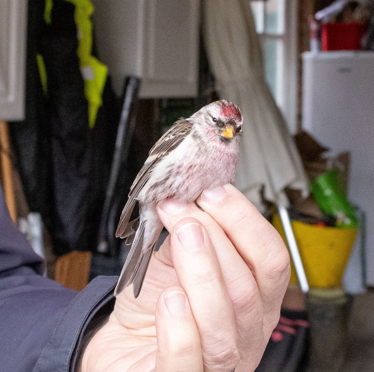 Always nice to catch a “Common Redpoll” once in a while. Big, frosty, pale birds of a race found in NE Europe. <a href="/CAWOSBirding/">Cheshire & Wirral Ornithological Society</a> #SMRG