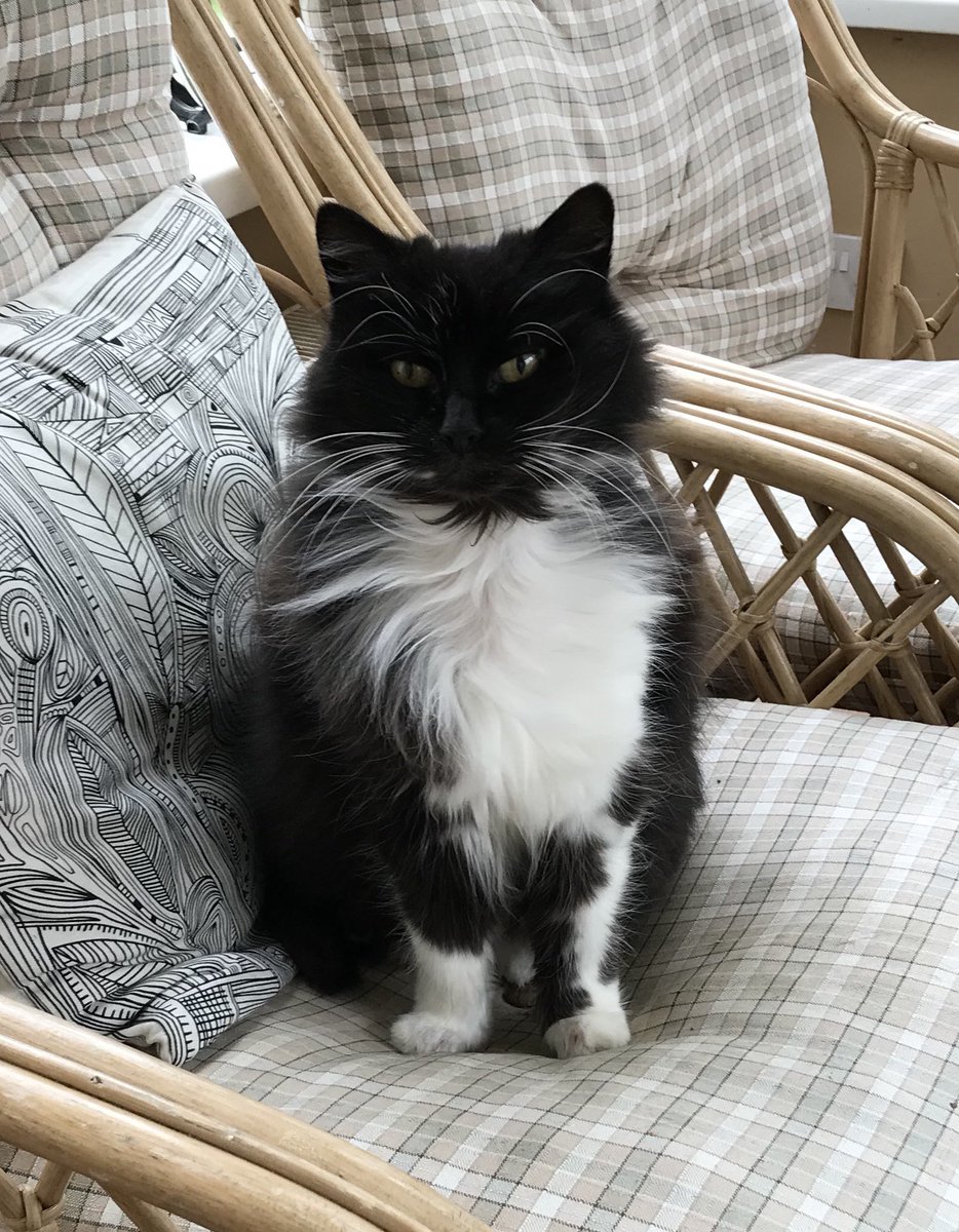 Doris McFloofleโข๏ธ (@domaindoris) on Twitter photo Auntie Scragerโs mum <a href="/scrag_cat/">Auntie Angel Scragers ๐ Bridie ๐ Blackie, Kitten</a> has asked me to let you know that Scragers passed OTRB peacefully and at home this morning. Although she starts her next journey without us, she takes with her all the love that we had in our hearts for her. ๐พ๐๐พ๐ฏ๏ธโค๏ธ Auntie Scragerโs mum <a href="/scrag_cat/">Auntie Angel Scragers ๐ Bridie ๐ Blackie, Kitten</a> has asked me to let you know that Scragers passed OTRB peacefully and at home this morning. Although she starts her next journey without us, she takes with her all the love that we had in our hearts for her. ๐พ๐๐พ๐ฏ๏ธโค๏ธ