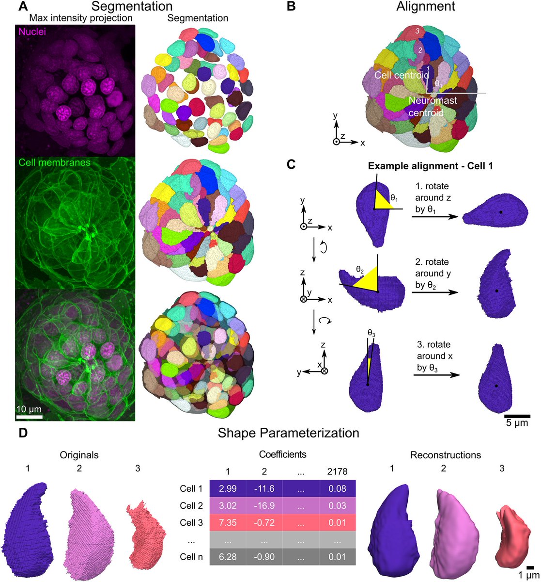 Dev_journal's tweet photo. Spherical harmonics analysis reveals cell shape-fate relationships in zebrafish lateral line neuromasts

Read this #OpenAccess Techniques and Resources Article from Madeleine Hewitt, Iván Cruz and David Raible @raiblelab:

https://t.co/BSn3DcDNHB https://t.co/qAXijyEDG7
