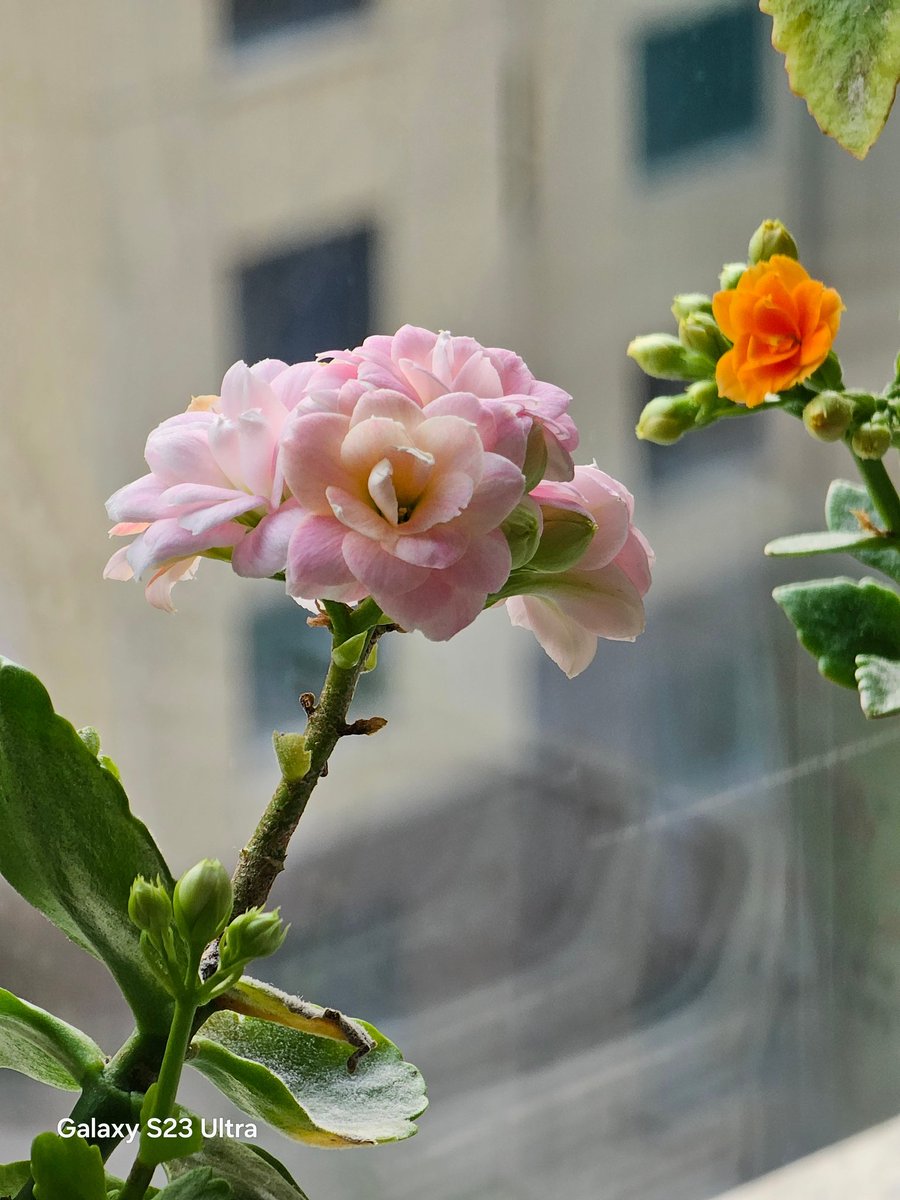 Ice Universe tweet media