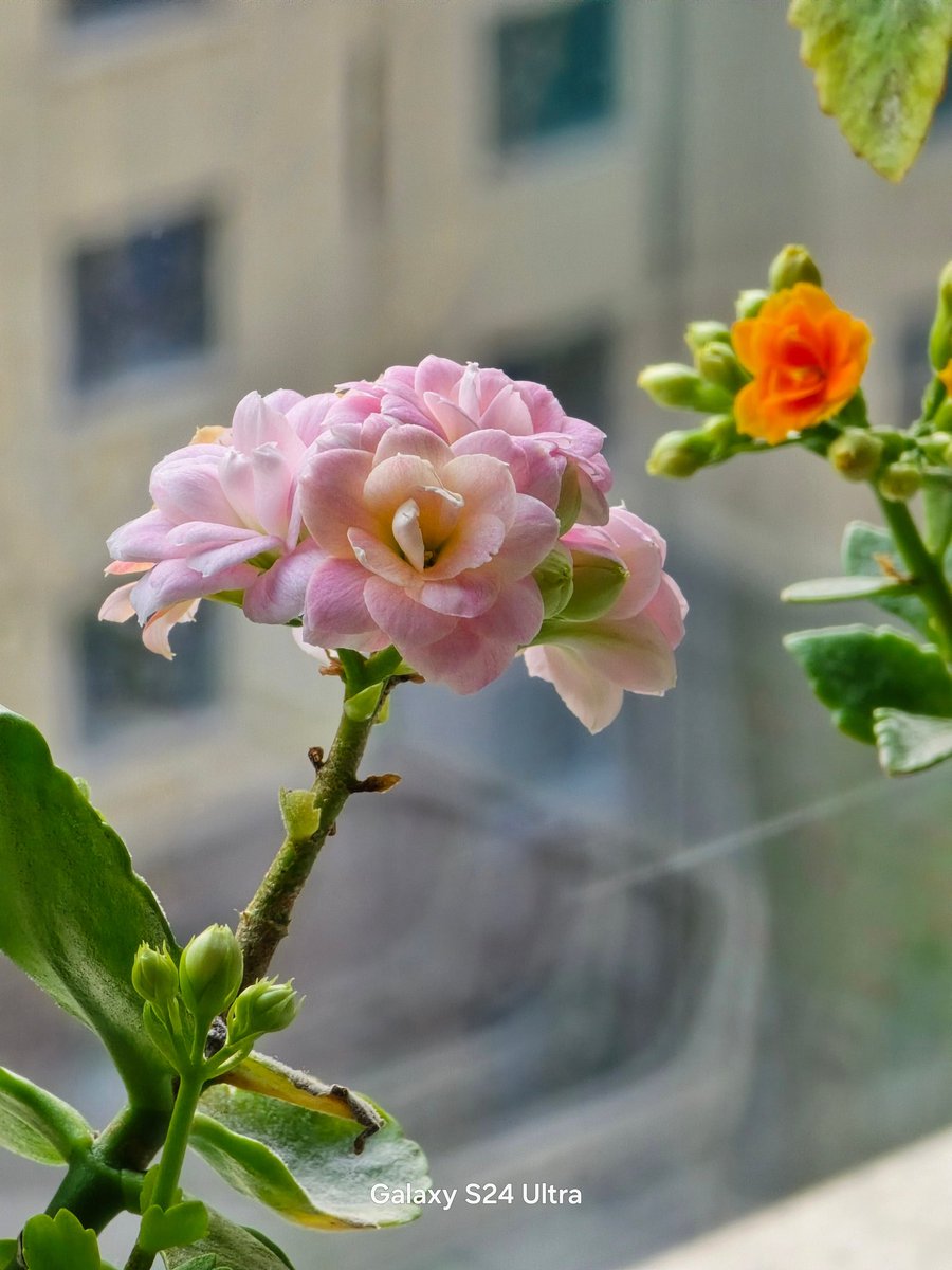 Ice Universe tweet media