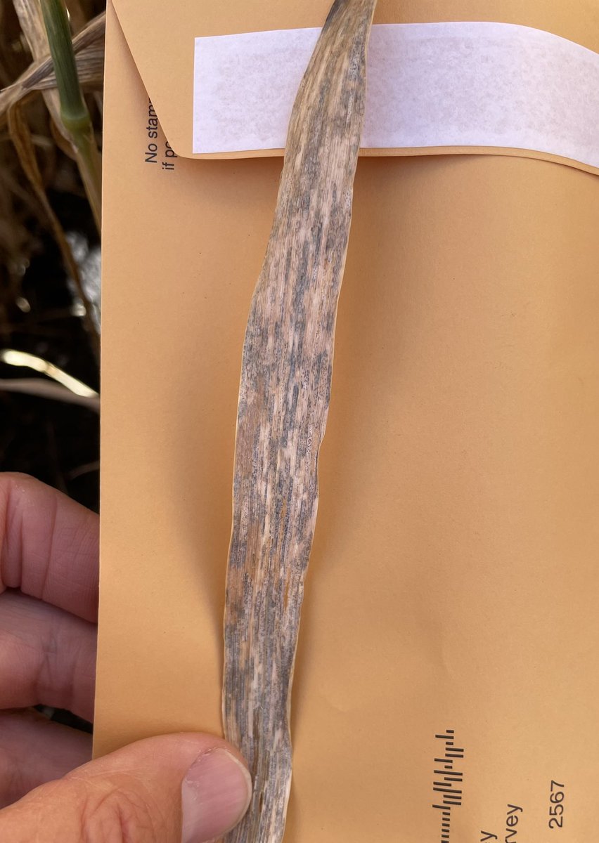 Adam Hancock tweet media