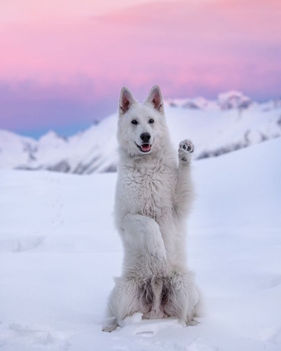 Hola!..🥰🤍❄💕🐾🐶🐾💕❄🤍😘