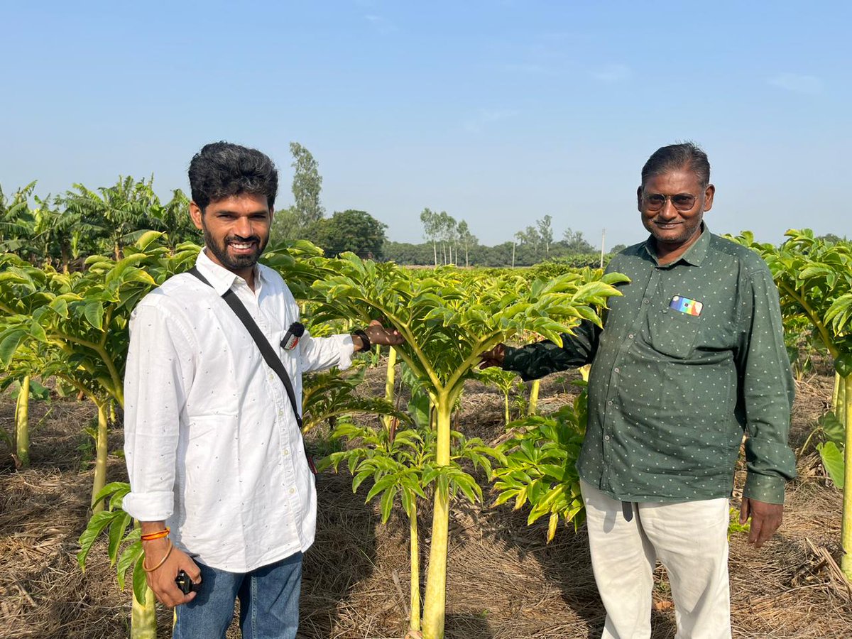 PotliNews's tweet image. जानिए कैसे होती है जिमीकन्द की खेती ?
कंद वाली फसल जिमीकन्द को सूरन भी कहा जाता है। 
इससे सब्जी, चाट और अचार बनाया जाता है। 
यह पोषक तत्वों से भरपूर होता है।

पूरा वीडियो-youtu.be/O6o2LtYcCbY?si…

#Elephant_yam #newspotli #vegetablefarming