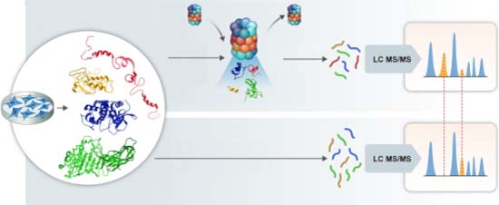 Mol Syst Biol (@molsystbiol) on Twitter photo A systematic investigation of 20S #proteasome substrates reveals 100s of substrates & differential functionality of naรฏve and oxidized 20S proteasome complexes โก๏ธ embopress.org/doi/full/10.10โฆ
<a href="/Picotti_Lab/">Picotti Lab</a> <a href="/IMSB_ETH/">IMSB_ETH</a> <a href="/MichalSharon3/">Michal Sharon</a> <a href="/WeizmannScience/">Weizmann Institute</a> #proteomics #massspectrometry A systematic investigation of 20S #proteasome substrates reveals 100s of substrates & differential functionality of naรฏve and oxidized 20S proteasome complexes โก๏ธ embopress.org/doi/full/10.10โฆ
<a href="/Picotti_Lab/">Picotti Lab</a> <a href="/IMSB_ETH/">IMSB_ETH</a> <a href="/MichalSharon3/">Michal Sharon</a> <a href="/WeizmannScience/">Weizmann Institute</a> #proteomics #massspectrometry