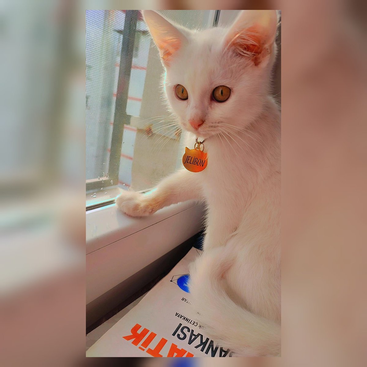 BhrUrk's tweet photo. Çok güzelsin jeli🕊️♥️ https://t.co/nH52h5KXFY
