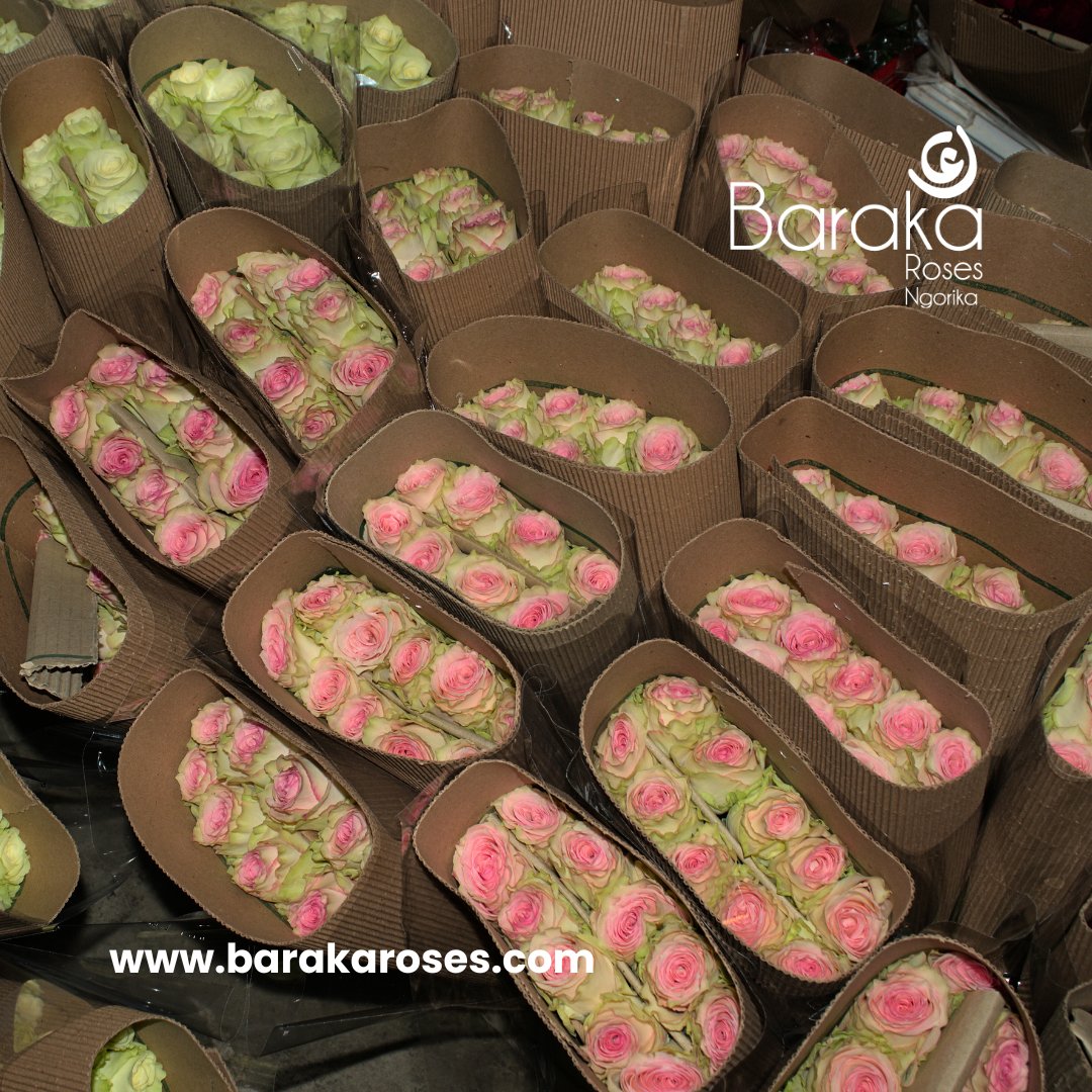 BarakaRoses's tweet photo. "Blooming into a brand new week! Let the vibrant colors of our rose flowers uplift your spirits and kickstart your days with joy!" 🌹✨ 
#NewWeekVibes #barakaroses #kenyanflowerexporters #roseflowers #roses #floriculture #qualityroses #kenyanroses #kenyanrosegrowers #kenyanroses https://t.co/tibsNDBnKv