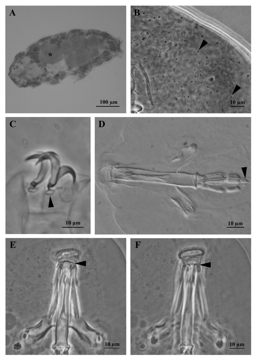 Insects_MDPI's tweet photo. #insects #highlycitedpaper
📚#Resistance to Extreme #Stresses by a Newly Discovered Japanese Tardigrade Species, Macrobiotus kyoukenus (#Eutardigrada, #Macrobiotidae)
📝by Michele Cesari et al.
🌿https://t.co/VodoruUhPp
#taxonomy #phylogeny #freezingtolerance https://t.co/EVS4ZItaBi