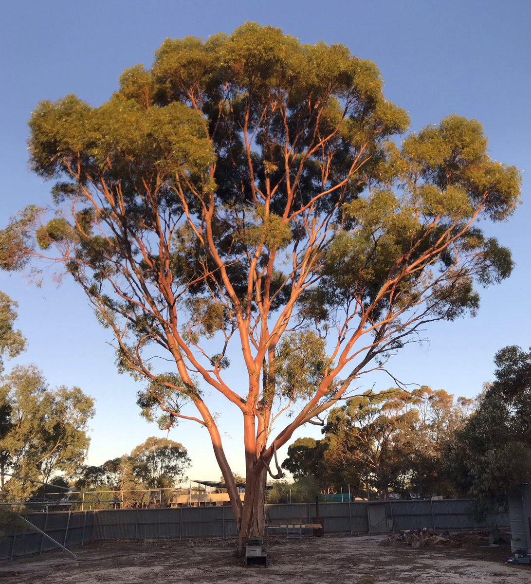 Richard McLellan / kaarnka (raven/crow - Martu) tweet media