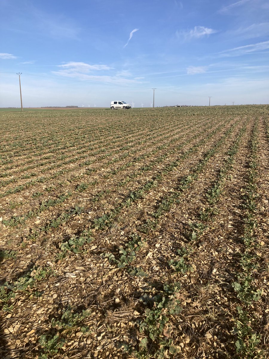 OlivierCOSTE2's tweet photo. Je confirme mon #Complice les oiseaux gazouillent ce matin,avec l’arrivée du 🌞.
Les larves🐛 et de la grosse #Altise🪲du #Colza sont baladeuses chez cette 
#Agriculture de la zone #SuperKdr.
Connais-tu @BONNIN1402 une lotion pour fermer les🪟et d’éviter le courant d’air ? https://t.co/fMuJtdr9Z4