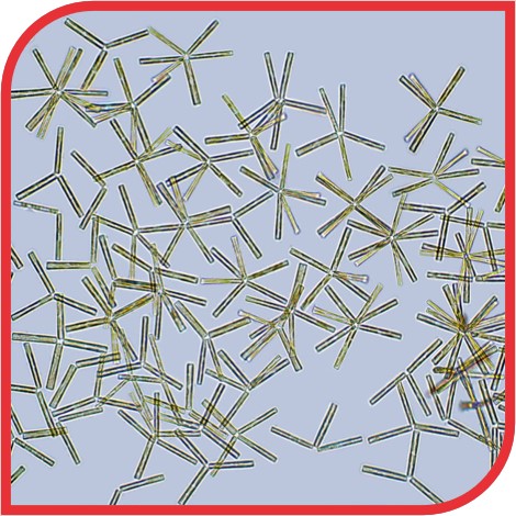 The BCCM collections present as #microbeofthemonth for January:

Diatoma tenuis (DCG 0937 or DCG 0938)
A freshwater #diatom which can stick together to form small star-shaped colonies.

bccm.belspo.be/catalogues/tax…

@belspo @ugent_fwe 
#microbiology