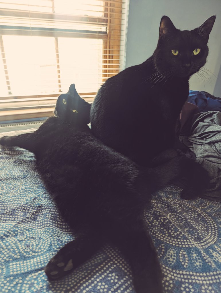 BastRa2020's tweet photo. We are Ladies of Leisure, how is your Monday going?
#cats #catnap https://t.co/xsLSGSfjvD
