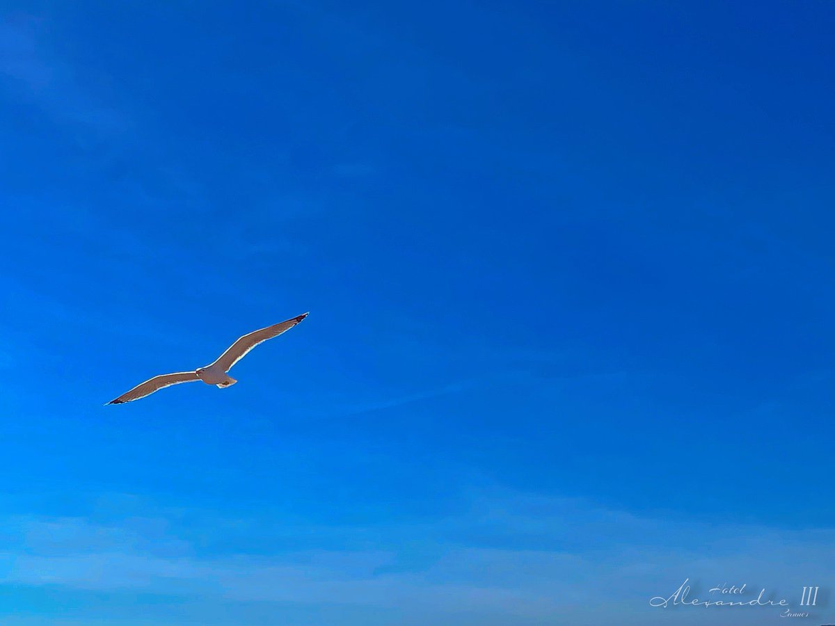 HotelAlexandre3's tweet photo. Freedom.
#freedom #liberte #cotedazurfrance #birdsflyinghigh #cannes #cannes2024 #cannessoleil https://t.co/v5EI0FtcCW