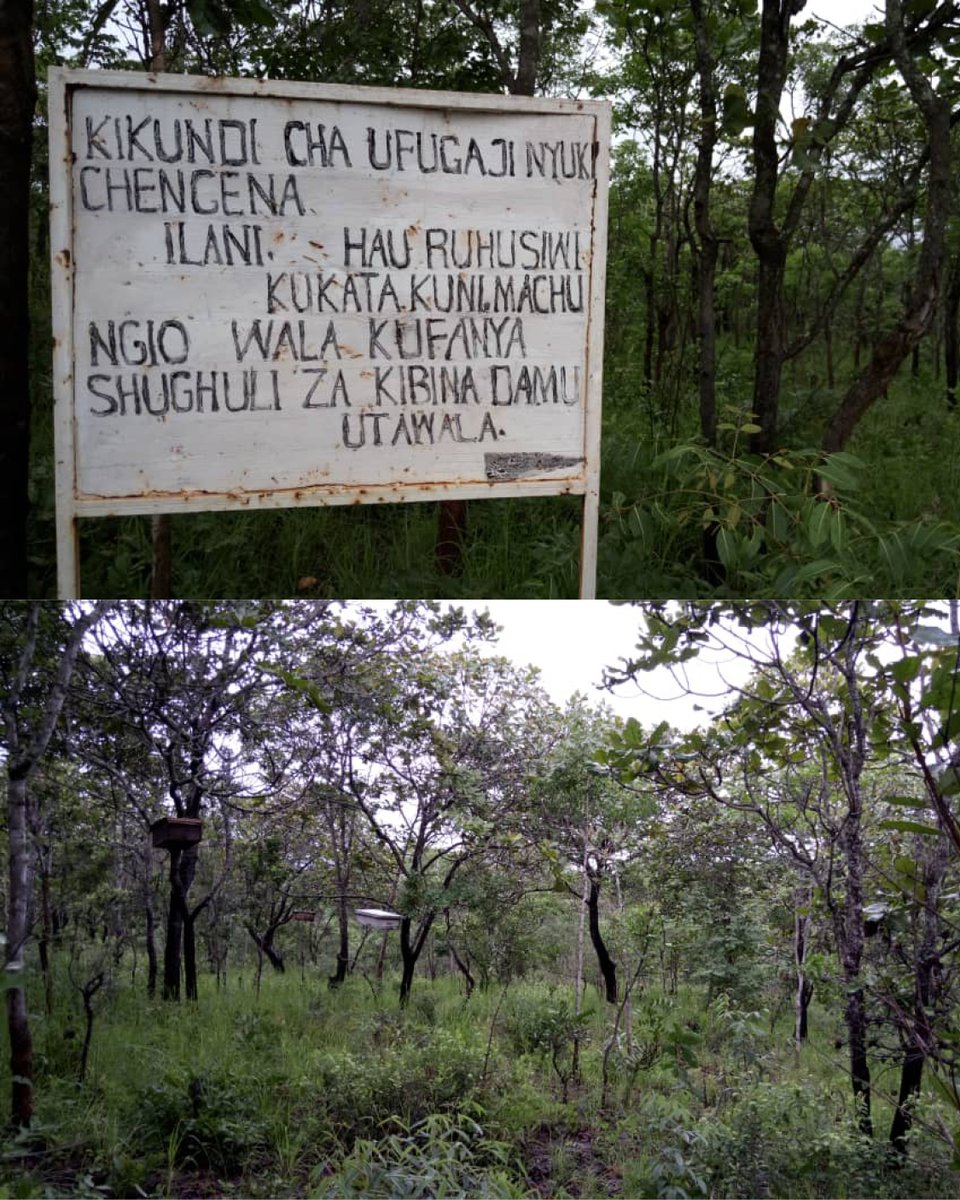 Janet is currently working with beekeepers in Tanzania, she sent these wonderful photos of the Bee Forest, established by Chengena village in Namtumbo District. The notice says (approximately) “no cutting, no animals and no damage allowed”.