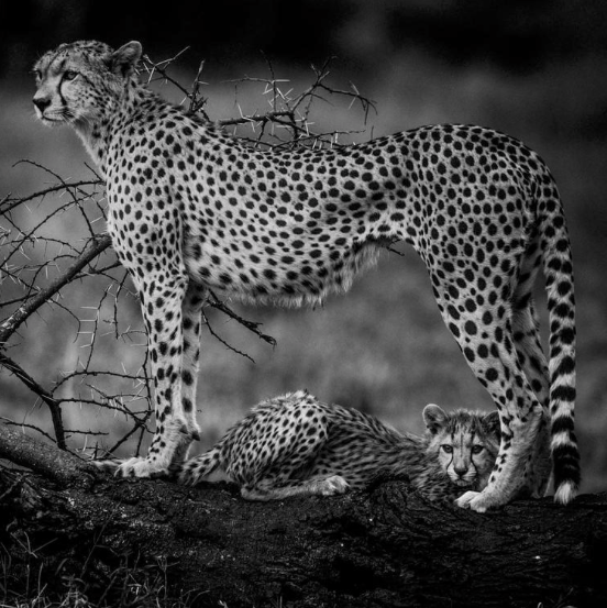 Laurent Baheux Photo tweet media