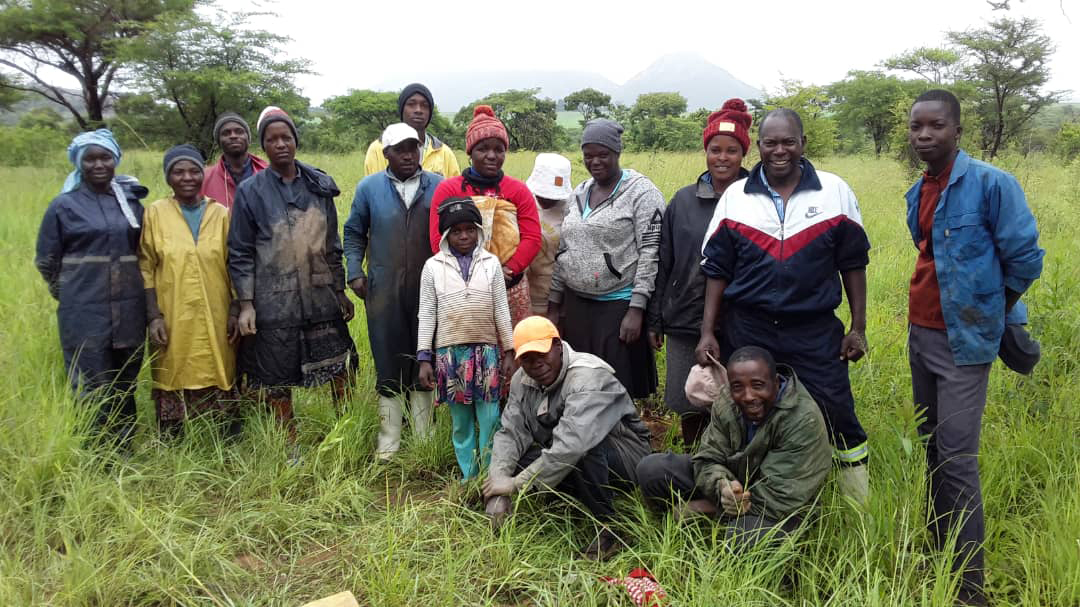 Last week, our team in Zimbabwe worked with community members from Nyazura to plant 1200 Eucalyptus 🌱 and 53 lemon 🍋 plants.