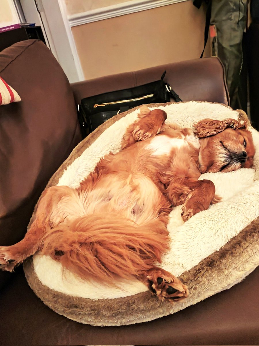 Sallyanne42's tweet photo. @JaneyGodley Not a care in the world. As it should be. 🥰 https://t.co/smK6P404IK