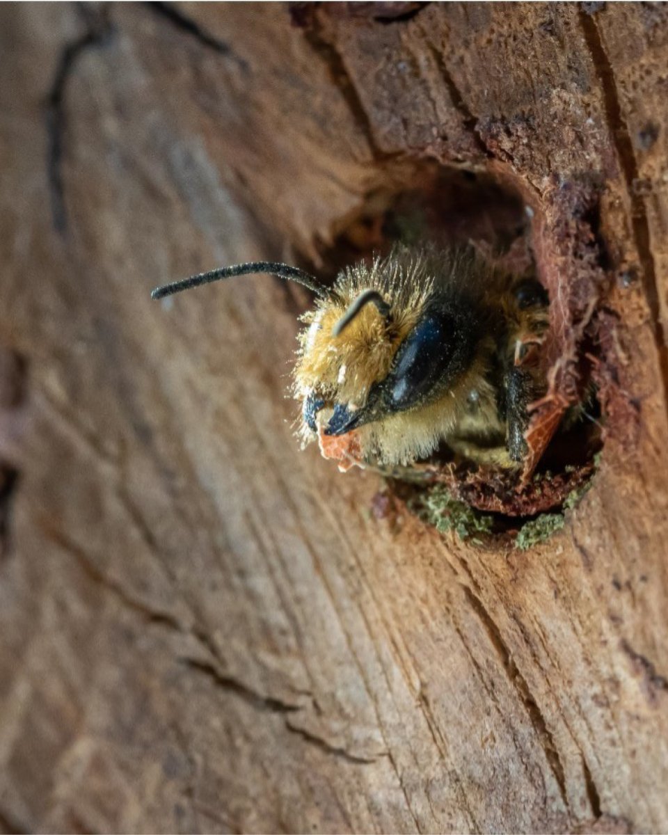 Bees for Development is undertaking a new venture this year, working alongside local entomologist, Roger Ruston, to record the diversity of bees across Monmouthshire. Read more here: beesfordevelopment.org/blog/bees-of-m…