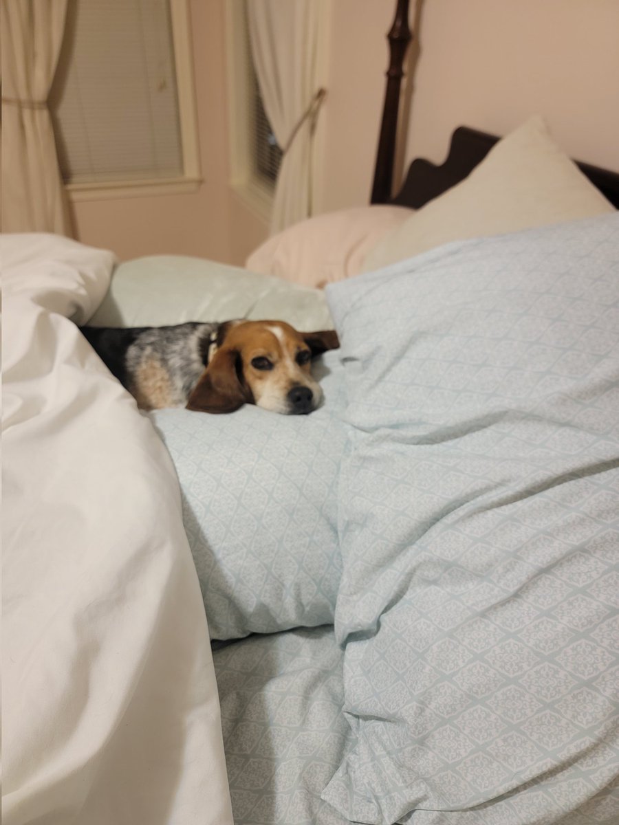 SweetSundaebeagle (@sundaebeagle) on Twitter photo To Ponder: Does she have enough pillows? Can there ever be enough? ๐ค๐ง๐พ๐จ๐ฅฐ <a href="/beaglefacts/">Beagle Facts</a> #dogsoftwitter #beagles #AdoptDontShop To Ponder: Does she have enough pillows? Can there ever be enough? ๐ค๐ง๐พ๐จ๐ฅฐ <a href="/beaglefacts/">Beagle Facts</a> #dogsoftwitter #beagles #AdoptDontShop