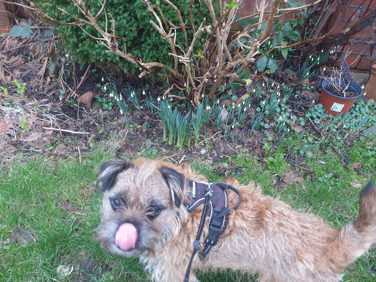 BrundleBoy's tweet photo. Snowdrops are out! https://t.co/hKnzbzziL1