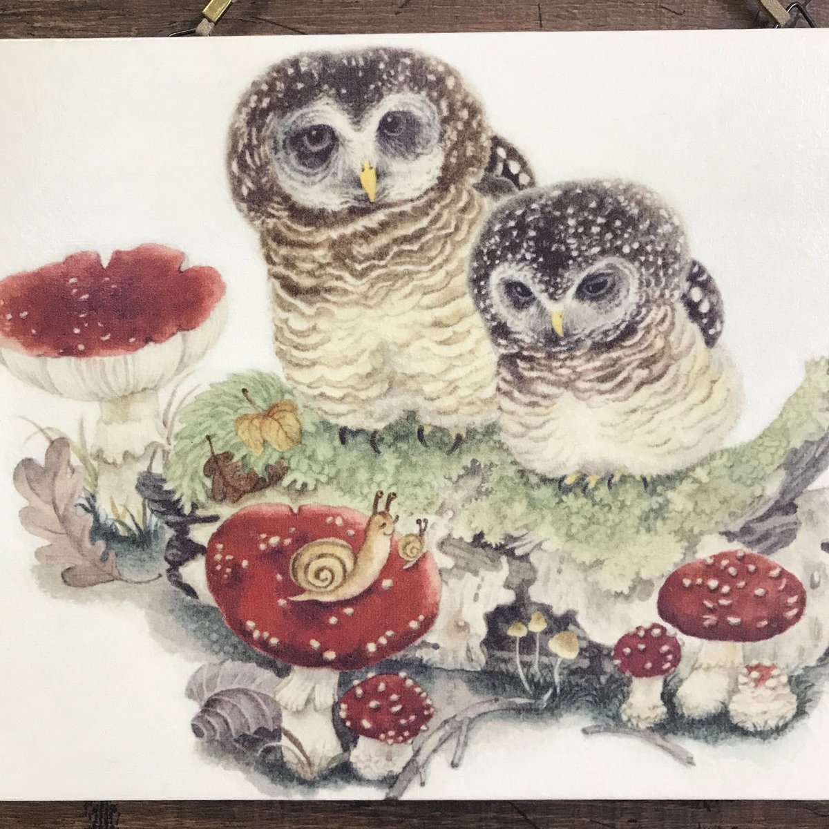 『赤いキノコの森』
とりのこ事務所です。
鳥フェス浅草、初出店します❣️
野鳥多めですが、文鳥もオカメインコもかわいいセキセイインコもいます。2月3日の土曜日だけの出店です。よろしくお願いします😊
#鳥フェス浅草 
#東京都立産業貿易センター6f