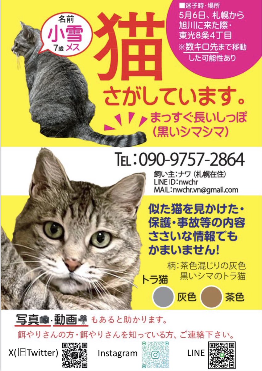 nekokoyuki0126's tweet photo. なんの連絡も来ない日が続くと、どうしても不安になります。こゆちゃんにもう一度会いたい、その強い思いは消えることが1日もありません。かわいいかわいい小雪に会えるよう、皆さま力を貸して下さい。大好きな大事な我が家のアイドルです。　#北海道　#旭川 https://t.co/FsX4aCKxP5