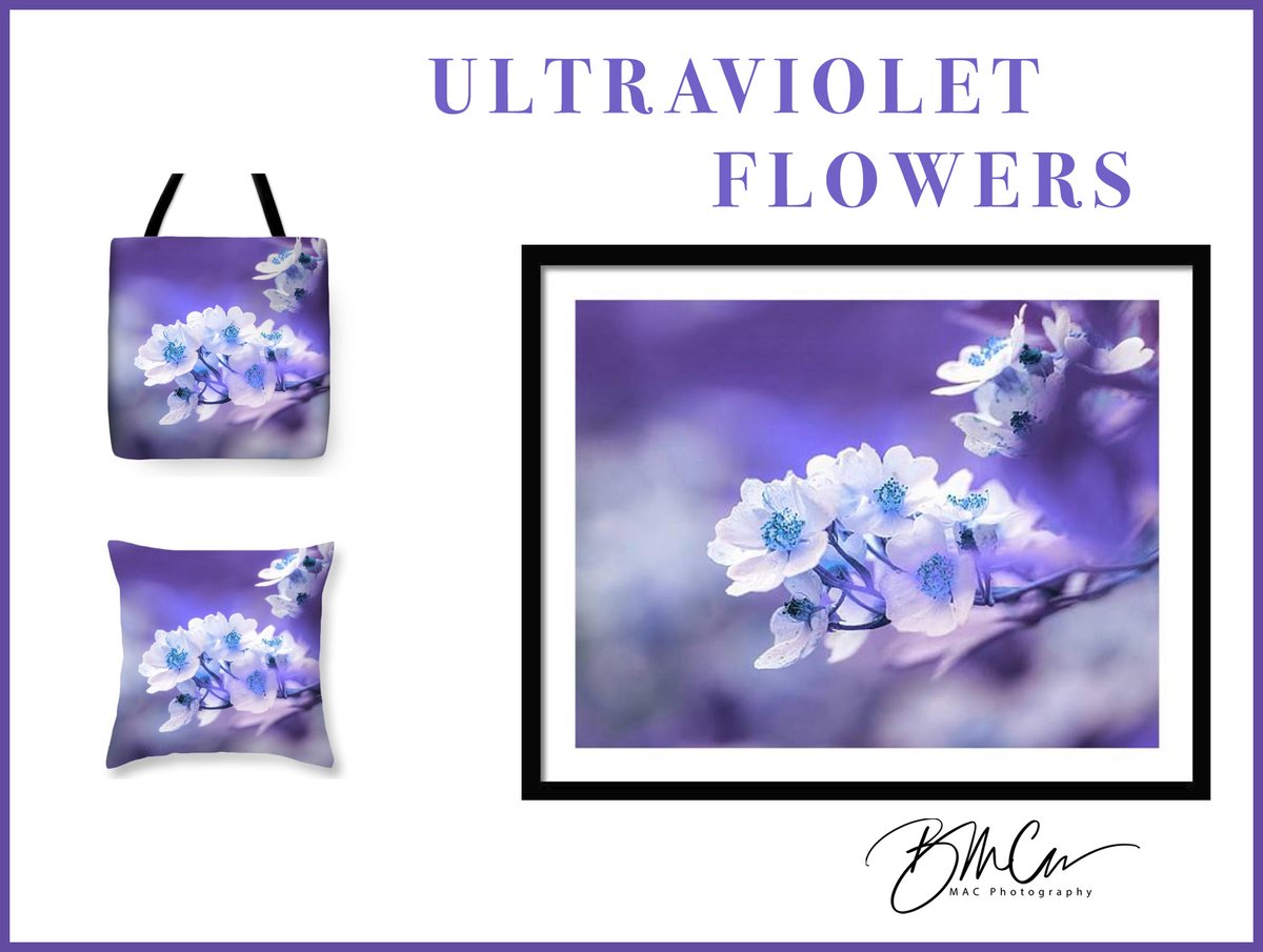 UV Flowers is available here --> robert-mccormac.pixels.com #Flowers #Ultraviolet #fineartphotography #BuyIntoArt #macphotographynj #bobmac27