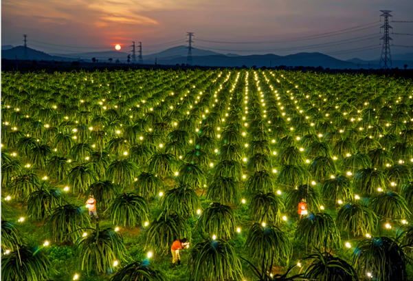 yohaniddawela's tweet photo. It turns out that the reason for this anomaly is—weirdly—dragonfruits.

Tiền Giang has been using huge incandescent lights and compact fluorescent lights to produce dragonfruits in the off-season.

@iiecasia even did a report on this: https://t.co/bLShaGN4YI