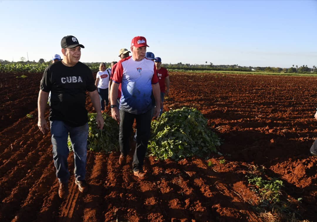 PresidenciaCuba's tweet photo. ✍️| Todavía algunas nubes estaban enredadas y a medio despertar entre los árboles cuando en las afueras de La Habana trabajadores del @PartidoPCC y muchachos de la @UJCdeCuba se enfrascaron en una jornada de trabajo voluntario. Allí estaba @DiazCanelB.

https://t.co/EpdOMGoMJR https://t.co/Jz3Tnrasm4