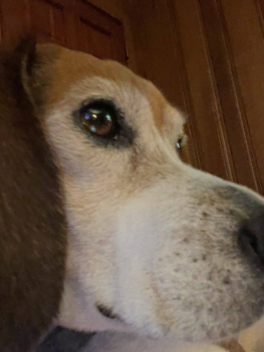 ‘Side Eye’ by my 5 year old hoooman brudder. #Bella