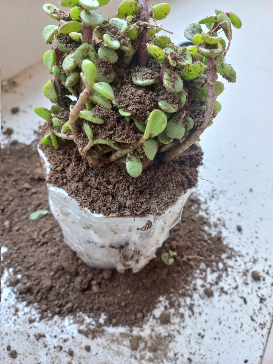 Gaurav Nagdev tweet media