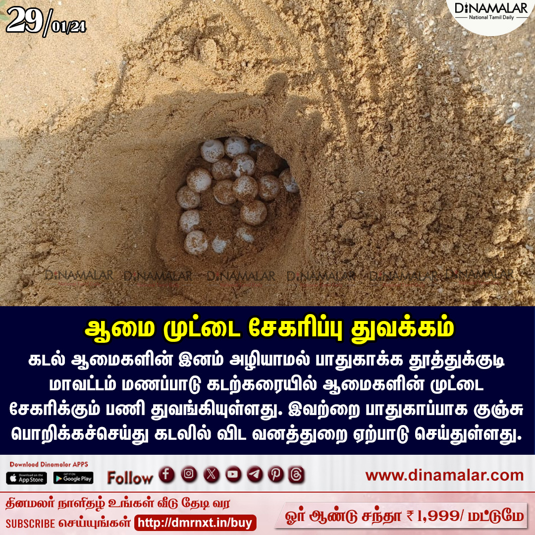 dinamalarweb's tweet photo. ஆமை முட்டை சேகரிப்பு துவக்கம்
#turtleegg #tuticorin #forestdepartment
https://t.co/y4W3uzOWeZ https://t.co/sEqJgVKtOU